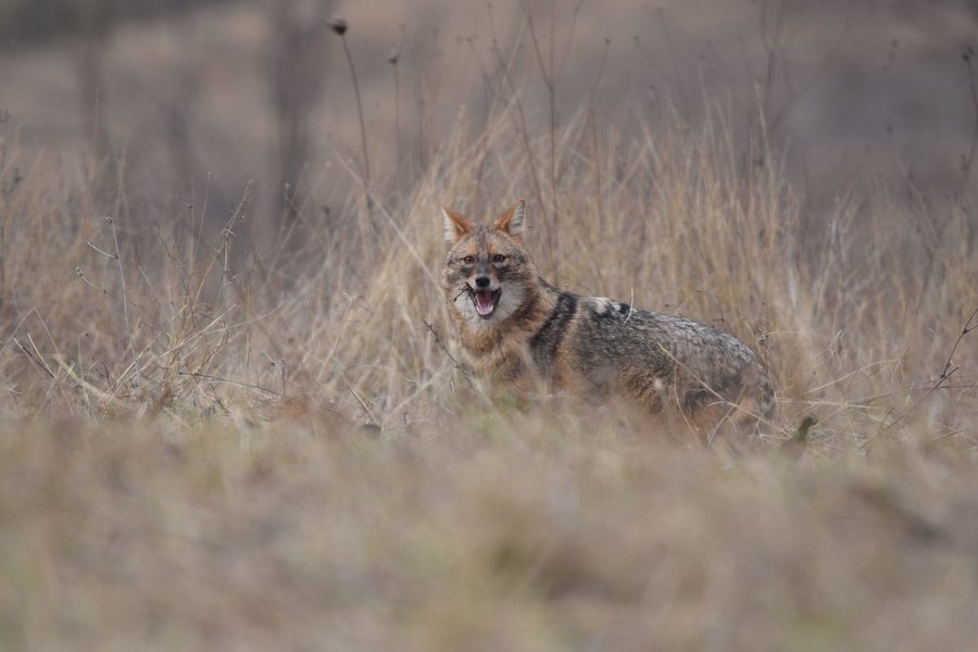 Golden Jackal & European ground squirrel photography -NEW-